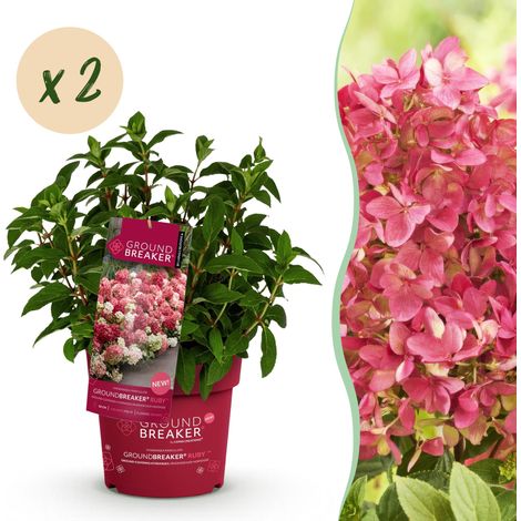 Lot de 2 Hortensias Paniculés Groundbreaker Ruby Arbustes Fleurs Rouges Pot 14cm - PANGIVO (1/5)