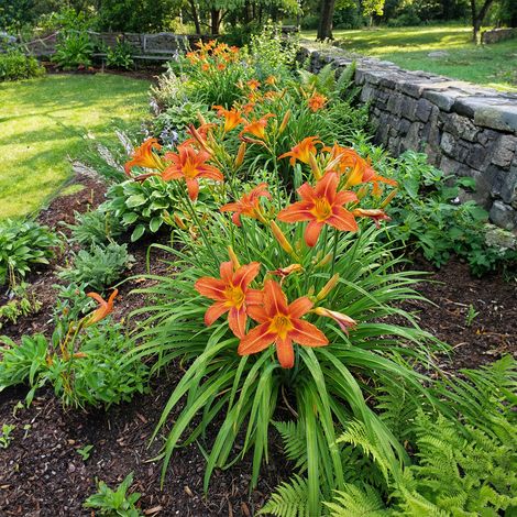 Bloomique - Lot de 3 - Hemerocallis Sammy Russell - Hémérocalle - Floraison abondante - Rustique - Vivace - Hauteur 10-20 cm - Pot 9 cm (1/5)