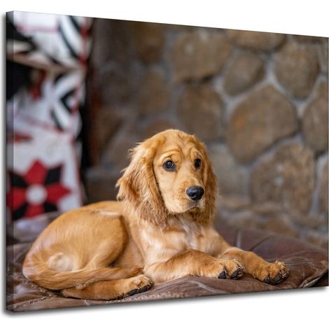 Leinwanddruck Tiere Cocker Spaniel Hund 100x80 cm