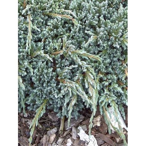 Genévrier écailleux 'Blue Spider' Pot de 2L/3L (1/4)