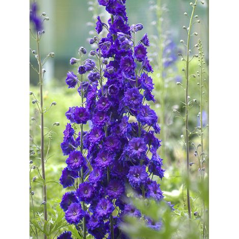 Pied d'Alouette elatum 'Pagan Purples' Godet de 8/9 cm (1/2)