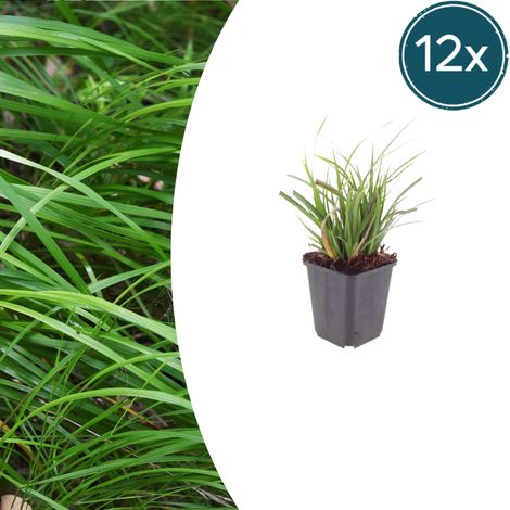 Lot de 12 Carex morrowii - Graminée Persistante du Japon - Idéal Couvre-sol - 10-25 cm Ø 9 cm - PANGIVO (1/5)