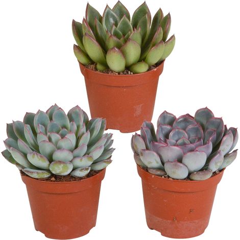 1 PIANTA DI ECHEVERIA IN MIX IN VASO 12CM