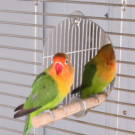 Cage à oiseaux en acier inoxydable avec miroir, support en bois, perchoir pour perroquets, jouet et accessoires. (1/5)