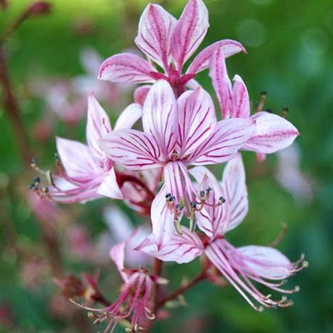 4 x Fraxinelle - Dictamnus albus  - godet 9x9 cm