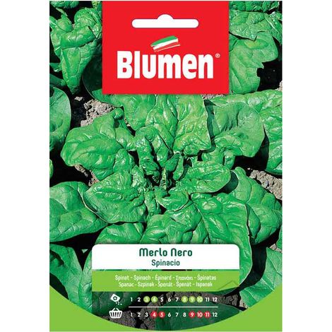 SEMI SPINACIO MERLO NERO BLUMEN