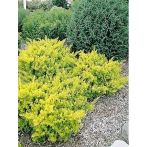 If commun 'Summergold' Pot de 2L/3L 30/40cm