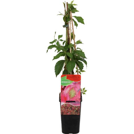 Bloomique - Parthenocissus Quinquefolia Engelmannii - Vigne sauvage - Plantes grimpantes - Plantes de jardin - Rustique - Pot 15cm - 70-80cm de Haut