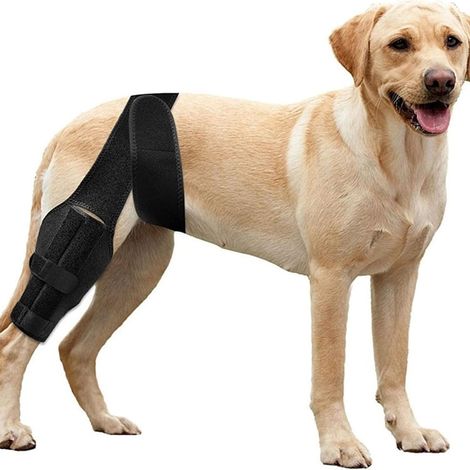 Genouillère pour Chien Patte Arrière,Attelle Réglable pour Chien,Harnais Soutien Jambe Arrière pour la Récupération,Soulager Douleurs Articulaires,Anti léchage (L) (1/5)