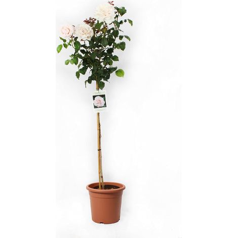 Rose Profumate Rosa Madreperla Chiaro Alberello - Piante Vere Fiorite da Esterno - Rose Vere in Vaso - Pianta Decorativa da Giardino - H 180-190 cm Vaso Ø 22 cm