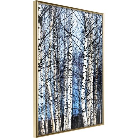 Affiche Murale Encadrée "Winter Birch Trees" 30 x 42 cm Or