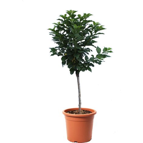 Pianta di Ciliegio Nano - Prunus Avium - Alberello da Frutto Ciliegia - Vaso Ø 24 cm (1/3)