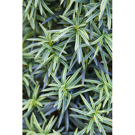 Gelbe Säuleneibe 'Fastigiata Aureomarginata' Taxus baccata 'Fastigiata Aureomarginata' C 3 30-  40