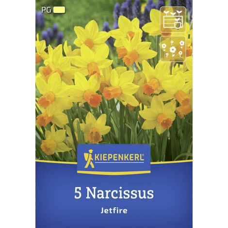 Kiepenkerl Herbstblumenzwiebel Alpenveilchen-Narzisse Jetfire 5 Stück (1/2)
