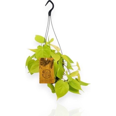 Gardenaria Philodendron 'Micans' - Pianta da interno ornamentale - Altezza: 25 cm (vaso 15) (1/4)