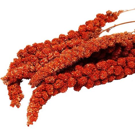 Spighe di Panico Rosso Francese - 500 gr