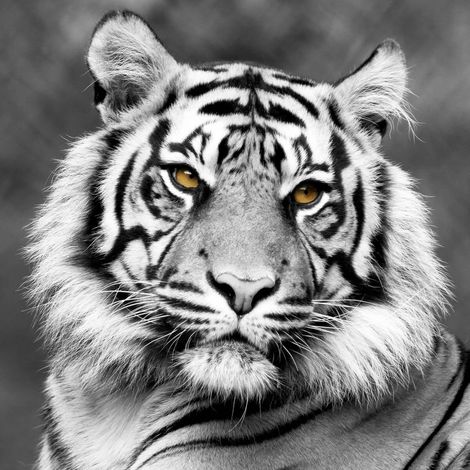 Tableau sur toile tigre de face 30x30 cm - Impression sur Toile Murale Décorative - Image imprimée en HD sur Toile - Toile sur Châssis en Bois FSC - Fabriqué en France (1/5)