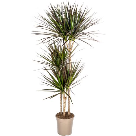 Dracaena Marginata Magenta Plante d'Intérieur Élégante Feuillage Vert et Rouge Ø24 cm 130-150 cm - PANGIVO (1/4)