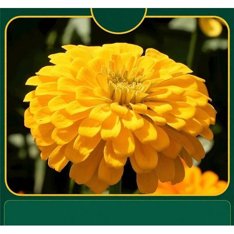 1000 graines de zinnia,graines faciles à planter, graines de jardinage,graines de zinnia prêtes à planter,idéales pour les jardins (jaune) (1/5)