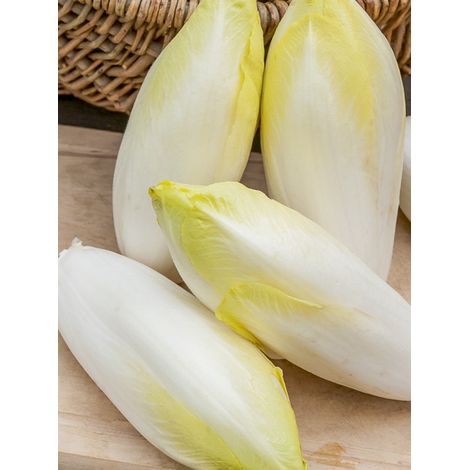 Endive 'Witloof Normale Maraîchère' le sachet de 3000 graines (5g) (1/2)