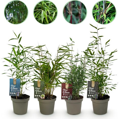 Lot de 4 Bambous Fargesia Mix Non Envahissants pour Haie et Jardin Pots 14cm H35cm - PANGIVO (1/5)