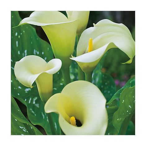 ARUM BLANC - 1 BULBE - 0,80 m à 1,00 m