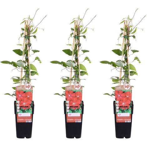 Clématite 'Rouge Cardinal' à Grandes Fleurs Rouge Foncé - Lot de 3 - H65 cm Pot Ø 15 cm - PANGIVO (1/2)