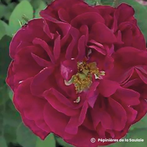 Rosier 'Tuscany Superb'