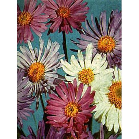 Aster des Alpes le sachet de 150 graines (0,25g) (1/2)