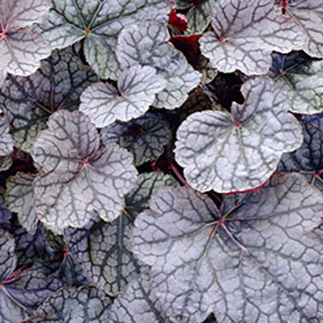 4 x Heuchère  - Heuchera 'Cascade Dawn'  - godet 9x9 cm