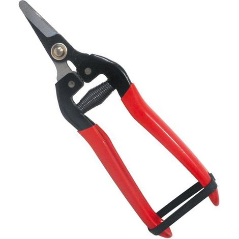 Forbice cogliuva per vendemmia con lama dritta da 16 cm