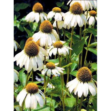 Rudbeckia pourpre 'Alba' Godet de 7/8 cm (1/4)