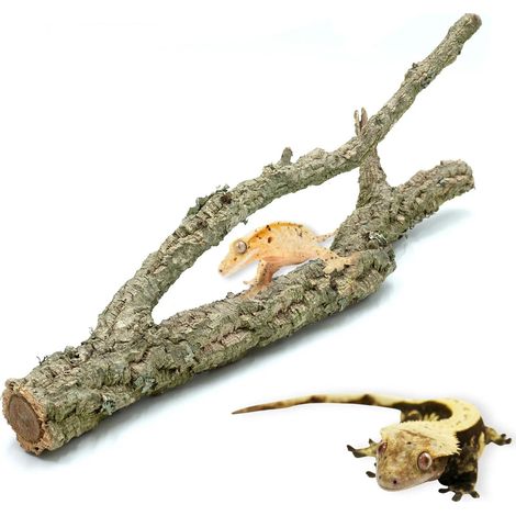 Rama de alcornoque BioBranch de 40 cm, recta o ramificada (1/5)