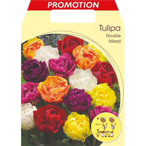 TULIPANO DOUBLE MIX DI COLORI (CONFEZIONE DA 20 BULBI)