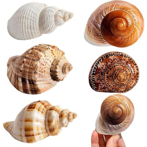 Coquillages décoratifs pour aquariums et projets créatifs - Lot de 5 pièces pour mariages, fêtes et remplissage de vases - Marron, Blanc (1/5)
