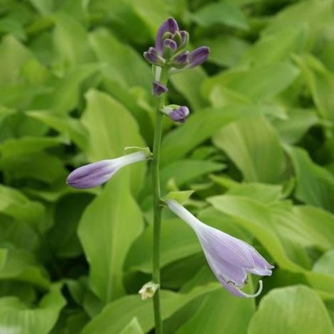 Hosta Honeybells/Godet