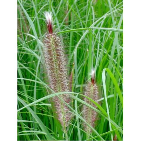 Herbe aux écouvillons 'Magic' Godet de 8/9 cm (1/2)
