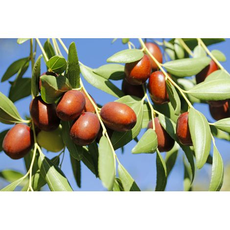 Piante da frutta innestata di 2/3 anni in vaso da 5 litri MADE IN ITALY - Giuggiolo