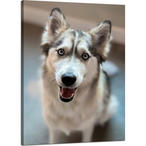Lienzo impreso con retrato de perro de 50x70 cm. (1/4)