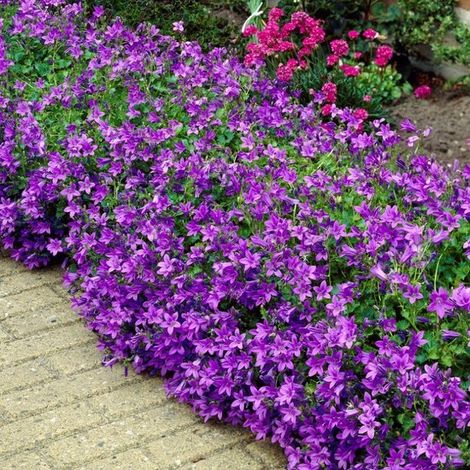 6 x Campanules bleues - Couvre-sol persistant - Campanula portenschlagiana en pot de 9x9cm, hauteur 5-10cm (1/5)