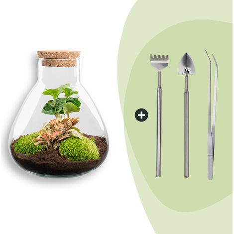 Kit Terrarium DIY Écosystème Autonome Coffea et Fittonia avec Outils Ø 22,5 x 27 cm - PANGIVO (1/3)