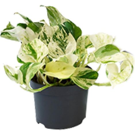 Epipremnum Happy Leaf – Plante d’intérieur Scindapsus à feuilles panachées, pot 12 cm, hauteur 15-20 cm - PANGIVO (1/4)