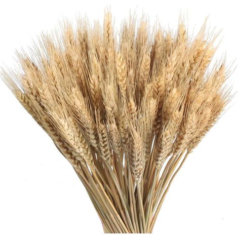 Blé Séché - Bouquet Naturel de Blé Séché 40 cm - Décoration Intérieure Extérieure Balcon Maison Table - 100 Tiges par Bouquet (1/5)