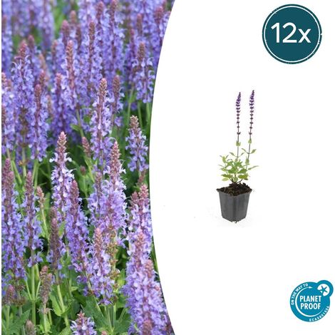Lot de 12 Sauges des bois Salvia nemorosa 'Caradonna' Vivaces Mellifères Violettes Pot Ø 9 cm - PANGIVO (1/5)