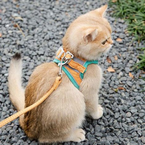 Conjunto de arnés, correa y collar para gatos: arnés para mascotas fácil de revisar, seguro para la noche (1/4)