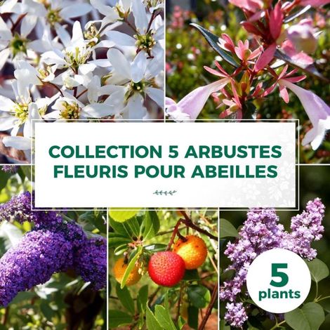 Collection 5 Arbustes Fleuris (1/2)