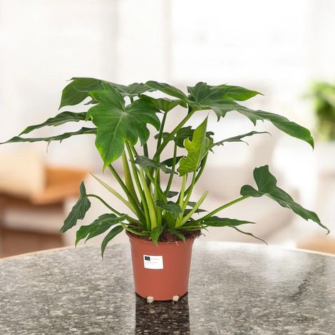 Gardenaria Philodendron 'Lacerum' - Pianta da interno ornamentale - Altezza: 45 cm (vaso 19) (1/5)