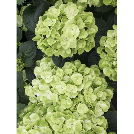 Hortensia 'Verdi' Pot de 4L/5L