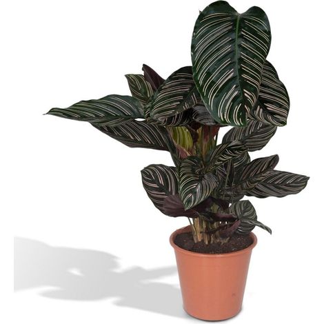 Calathea Ornata Plante d’Intérieur Tropicale Feuillage Mobile Pot 19 cm Hauteur 75 cm - PANGIVO (1/5)
