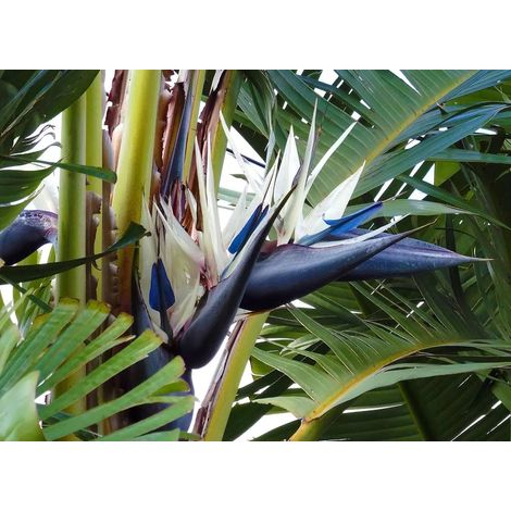 Gardenaria Strelitzia augustae - Pianta da interno ornamentale - Altezza: 80 cm (vaso 21)